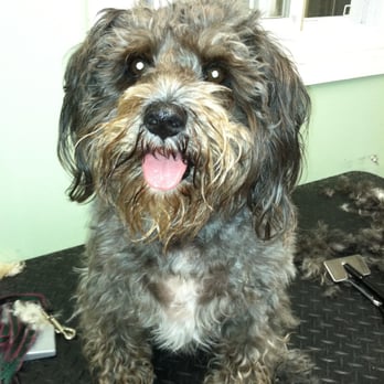 Katie's Pet Grooming - I Love Katies - Pet Groomers Near Me - Rockledge, Pennsylvania Katie's Pet Grooming - I Love Katies - Pet Groomers Near Me - Rockledge, Pennsylvania