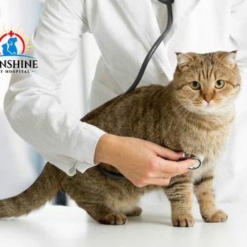 Sunshine Pet Hospital - Pet Health Checkups - Veterinarians Near Me - Aurora, Illinois Sunshine Pet Hospital - Pet Health Checkups - Veterinarians Near Me - Aurora, Illinois