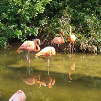 Gatorland - Zoos Near Me - Orlando, Florida Gatorland - Zoos Near Me - Orlando, Florida