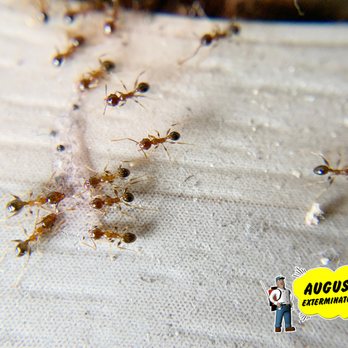 Augustine Exterminators - Pest Control Near Me - Overland Park, Kansas