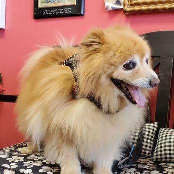 Plush Puppy - Got fee fee the pom beautiful! - Pet Groomers Near Me - Newbury Park, California Plush Puppy - Got fee fee the pom beautiful! - Pet Groomers Near Me - Newbury Park, California