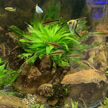 My Aquarium Guy - Aquarium Services Near Me My Aquarium Guy - Aquarium Services Near Me