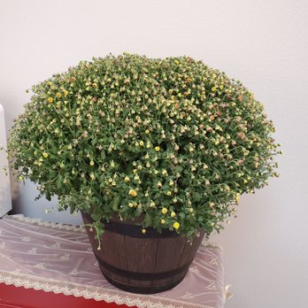 Aura Hair - This is a real floweing plant - Hair Stylists Near Me - Fullerton, California