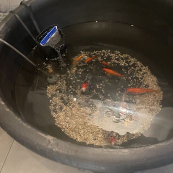 Juqi - Small koi pond - Chinese Near Me - Flushing, New York