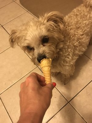andy's puppy cone