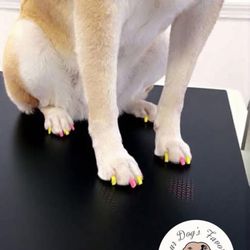 Your Dog's Favorite