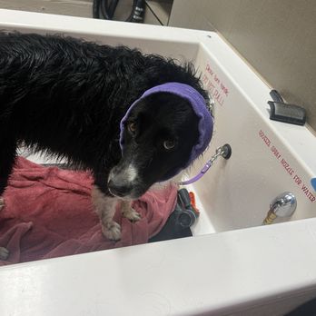 All About Paws - Pet Groomers Near Me - North Las Vegas, Nevada All About Paws - Pet Groomers Near Me - North Las Vegas, Nevada