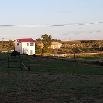 Frontier Fort RV Park - Bison family, and horse nearby. - RV Parks Near Me - Jamestown, North Dakota Frontier Fort RV Park - Bison family, and horse nearby. - RV Parks Near Me - Jamestown, North Dakota