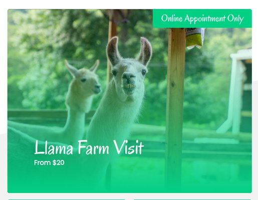 Llama Farm Visit - Llama Farm Visit - From $20
Meet and greet takes on a whole new meaning when you visit the Smoky Mountain Llama Treks farm! Learn about the llamas, pet them, feed them and see where they live. Llama Farm Visit - Llama Farm Visit - From $20
Meet and greet takes on a whole new meaning when you visit the Smoky Mountain Llama Treks farm! Learn about the llamas, pet them, feed them and see where they live.