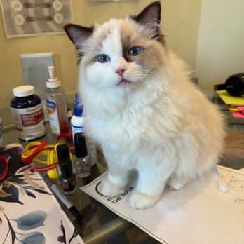 Rags&Fluff - Pet Breeders Near Me