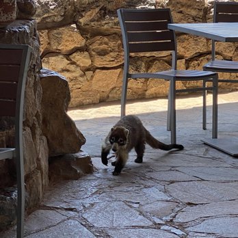 Colossal Cave Mountain Park - Surprise coati visit on the patio! - Museums Near Me - Vail, Arizona Colossal Cave Mountain Park - Surprise coati visit on the patio! - Museums Near Me - Vail, Arizona