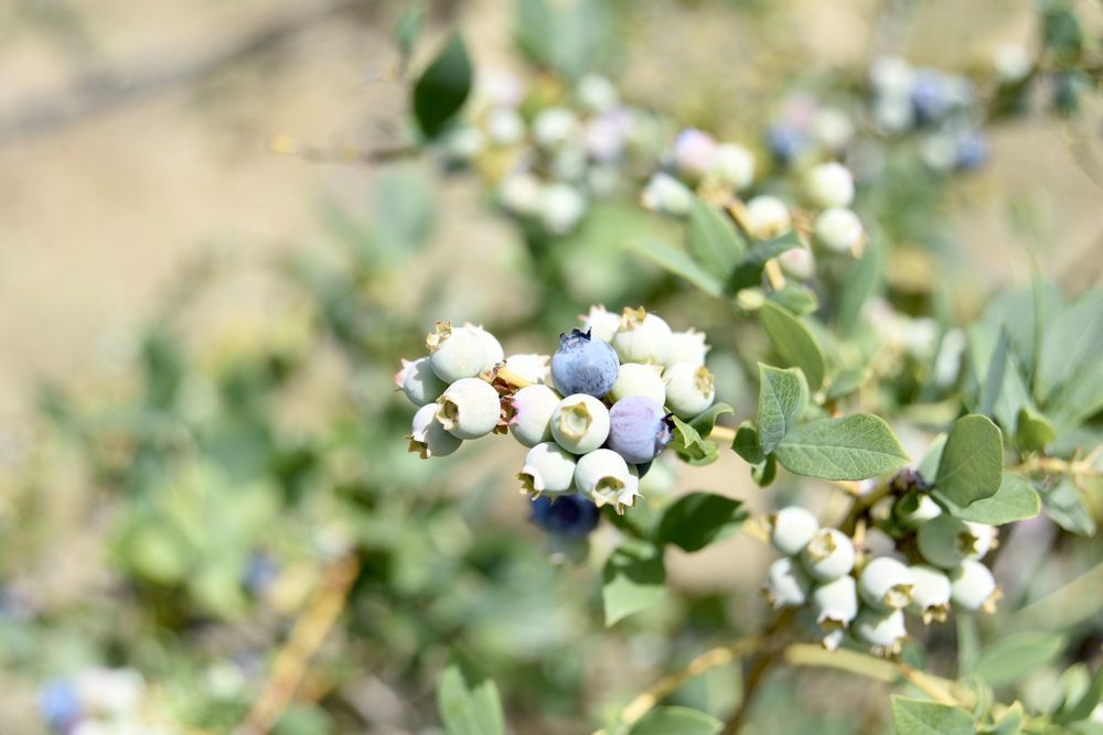 OF CALIFORNIA DRIED FRUITS & N NUTS Updated April 2024 36