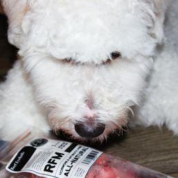 Raw Feeding Miami Beef Eyeballs