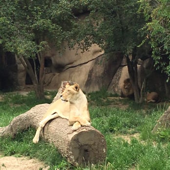 Memphis Zoo - Zoos Near Me - Memphis, Tennessee Memphis Zoo - Zoos Near Me - Memphis, Tennessee