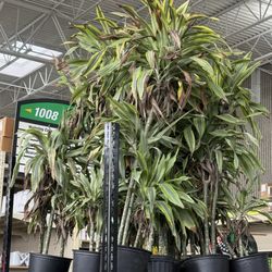 Menard's - More dead and dying plants.