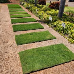 Southern Turf Hawaii - Turf