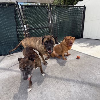 PetSuites Carrollwood - Pet Boarding Near Me - Tampa, Florida PetSuites Carrollwood - Pet Boarding Near Me - Tampa, Florida