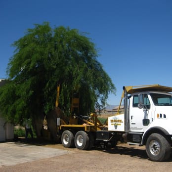 Tree Relocators - Where it was moved from - Tree Services Near Me - Scottsdale, Arizona