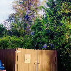 "Where the Wild Wisteria grows"