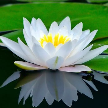 White Lotus Cleaning - White Lotus Home Cleaning - Home Cleaning Near Me - Hillsboro, Oregon White Lotus Cleaning - White Lotus Home Cleaning - Home Cleaning Near Me - Hillsboro, Oregon