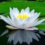 Photo of White Lotus Cleaning