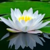 White Lotus Cleaning gift card