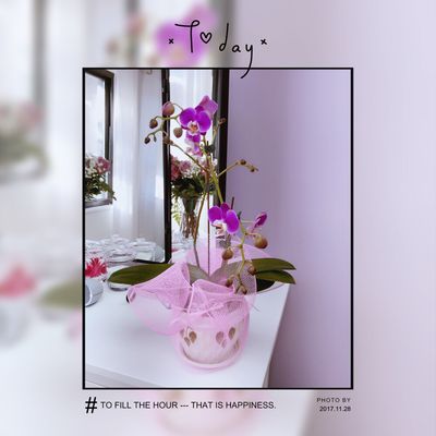 Q-Lash Eyelash Extensions&Brows by null