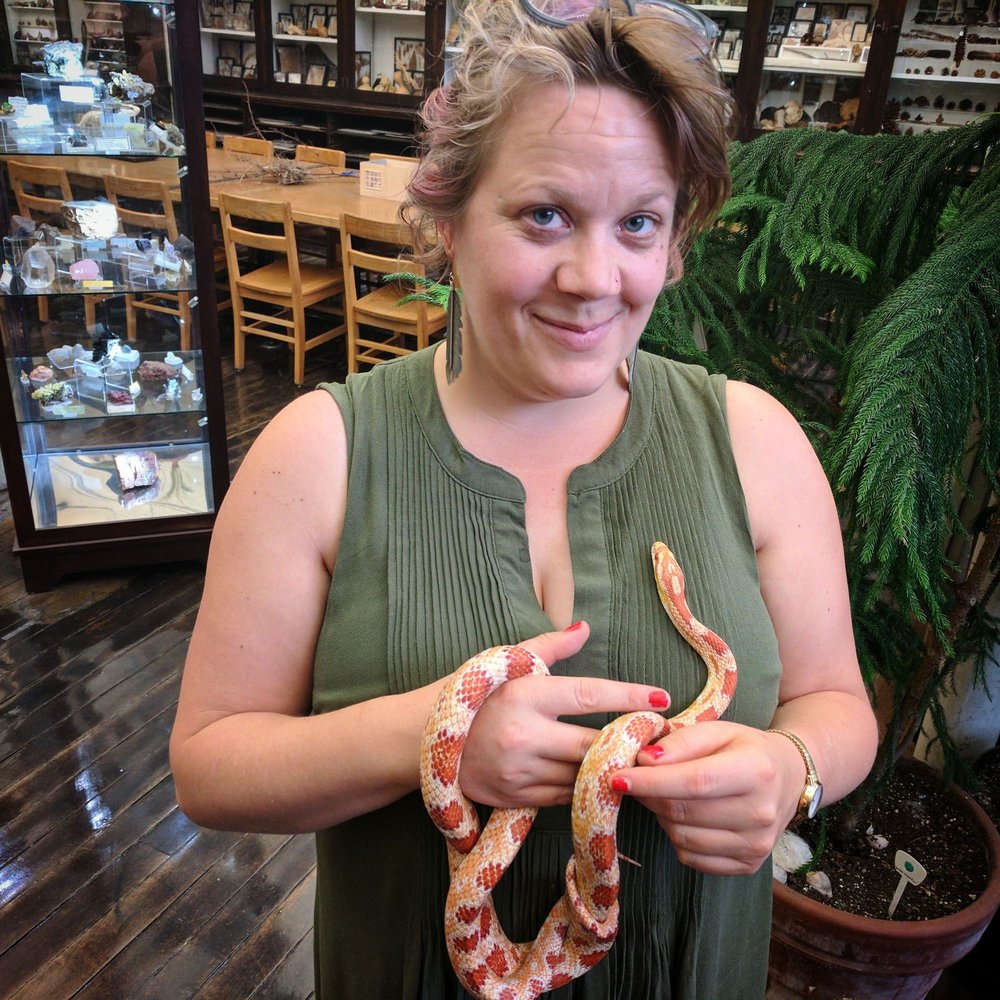 RISD Nature Lab - Netop, the friendly corn snake. - Museums Near Me - Providence, Rhode Island RISD Nature Lab - Netop, the friendly corn snake. - Museums Near Me - Providence, Rhode Island