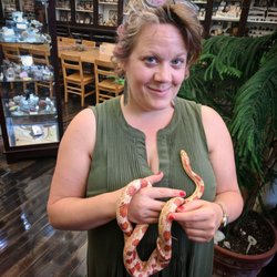 RISD Nature Lab - Netop, the friendly corn snake.