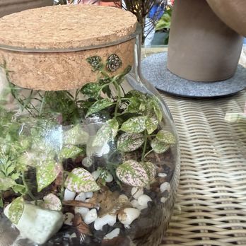Paraíso Plant Studio - Nurseries & Gardening Near Me - Berkeley, California