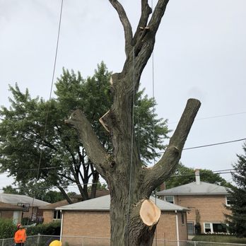 Windy City Tree Service - Mostly done this point - Tree Services Near Me - Morton Grove, Illinois Windy City Tree Service - Mostly done this point - Tree Services Near Me - Morton Grove, Illinois