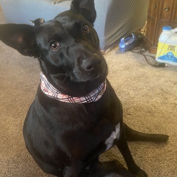Pet Supplies Plus Springfield-Tuttle - Pet Stores Near Me - Springfield, Ohio