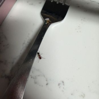 Green Earth Exterminators - Carpenter ant on a customers kitchen counter. - Pest Control Near Me Green Earth Exterminators - Carpenter ant on a customers kitchen counter. - Pest Control Near Me