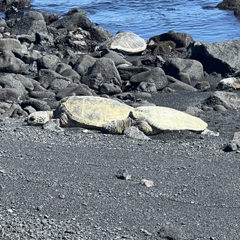 Punalu'u Black Sand beach - Beaches Near Me Punalu'u Black Sand beach - Beaches Near Me