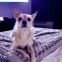 Just my dog loving is bed. Thanks again, Jay. Just my dog loving is bed. Thanks again, Jay.