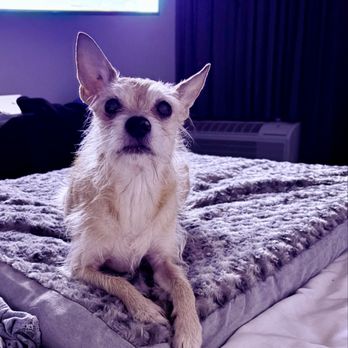 Sonesta Select Pleasant Hill - Just my dog loving is bed. Thanks again, Jay. - Hotels Near Me - Pleasant Hill, California