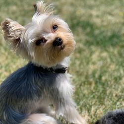 Wags & Wiggles Grooming Salon
