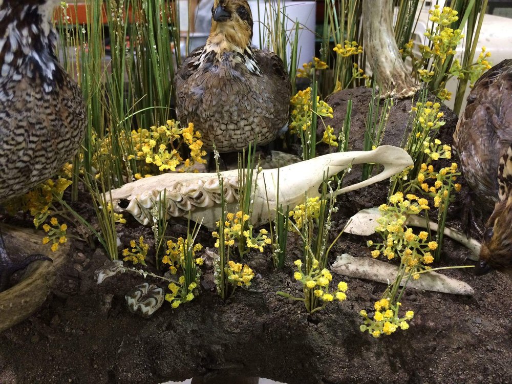 Wildlife Pursuit Taxidermy - taxidermy in Platteville, CO