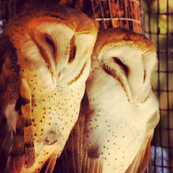 Phoenix Zoo - Barn Owl - Zoos Near Me - Phoenix, Arizona