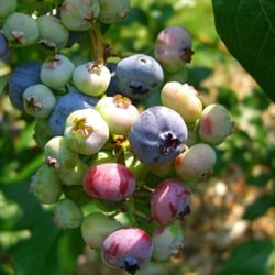 Doe Orchards - Blueberries from Doe Orchards