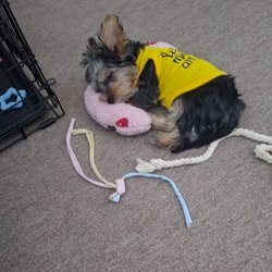 Rochelle Veterinary Hospital - I was lucky to take a photo of Emory while she was taking a nap on her pillow.  She'll put it back in her crate when it's time for bed.