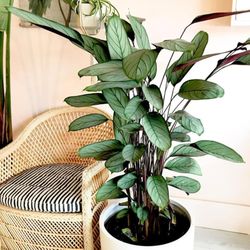 Home Plantscapes