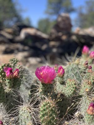 Tusayan Ruin by null