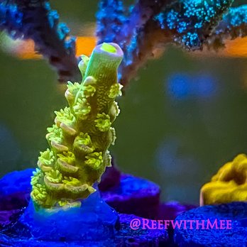 Amazing Aquariums & Reefs - Walt Disney Acro Frag - Aquarium Services Near Me - Orange, California Amazing Aquariums & Reefs - Walt Disney Acro Frag - Aquarium Services Near Me - Orange, California