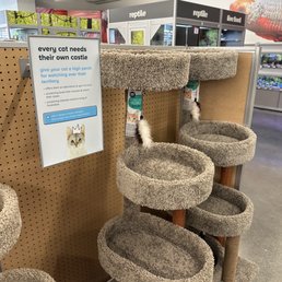 (Cough) "Every cat needs ITS own castle" (Cough) "Every cat needs ITS own castle"