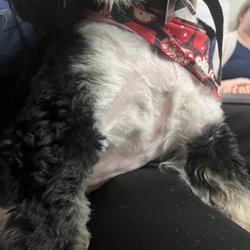 The Dog Stop - West Liberty/South Hills, Pittsburgh
