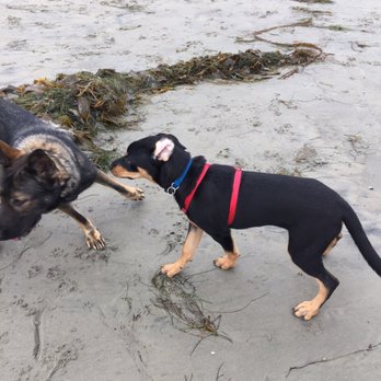 Coronado Dog Beach - Beaches Near Me - Coronado, California