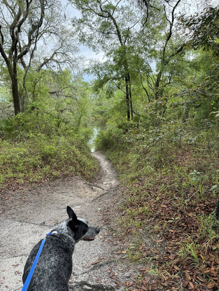 Madison Blue Springs State Park Image
