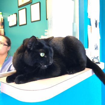 Bustillo Animal Hospital - Veterinarians Near Me - Miami, Florida Bustillo Animal Hospital - Veterinarians Near Me - Miami, Florida