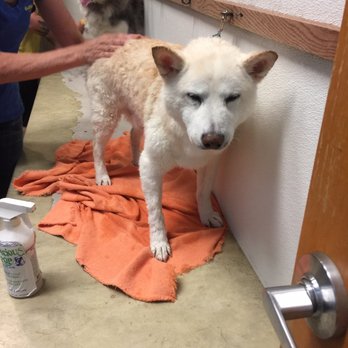 Bubbles Pet Spa - He doesn't look happy but he is bearing it like a champ - Pet Groomers Near Me - Encino, California Bubbles Pet Spa - He doesn't look happy but he is bearing it like a champ - Pet Groomers Near Me - Encino, California